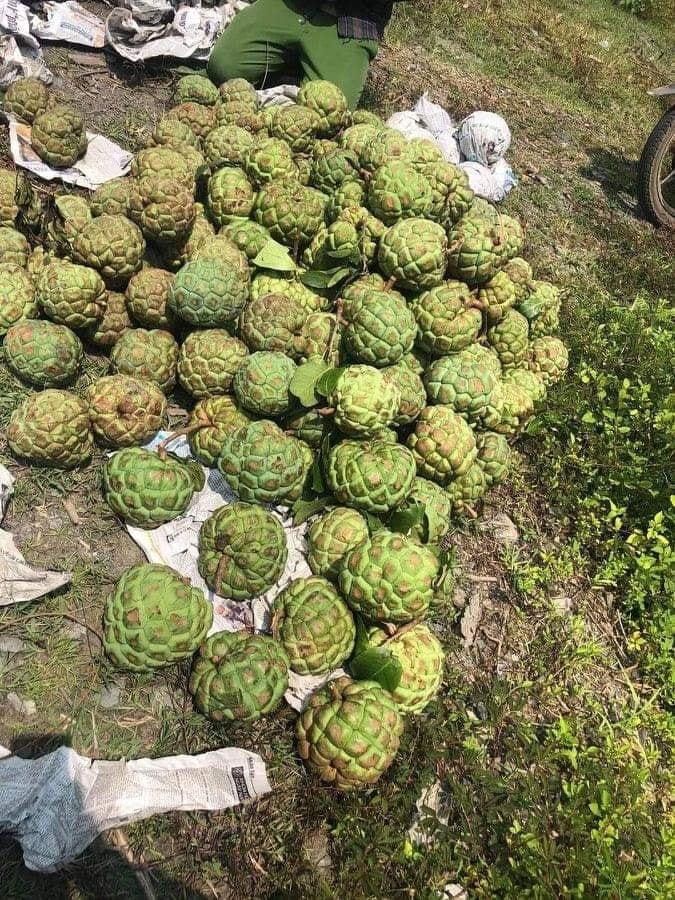 Na lạ ruột đỏ rực, đắt gấp 3 na thường hút khách