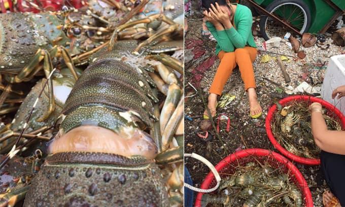 Bà con ở ven biển Phú Yên khóc nghẹn vì tôm hùm chết hàng loạt, phải bán đổ bán tháo