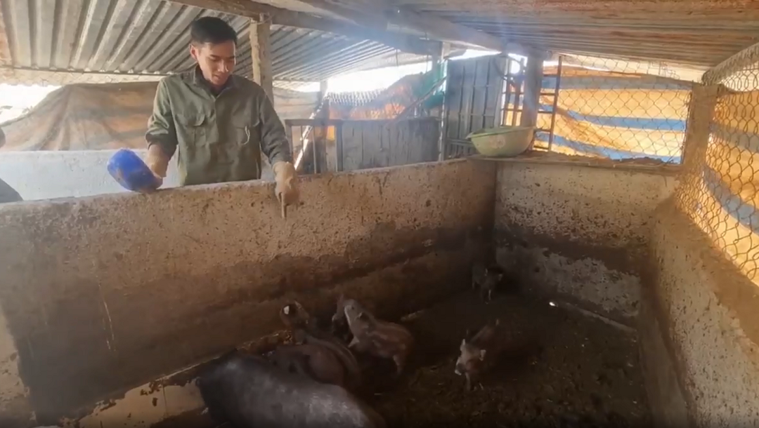 Anh nông dân nuôi lợn rừng theo cách “đặc biệt”, đều tay thu 250 triệu